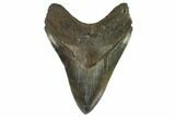 Serrated, Fossil Megalodon Tooth #124535-1